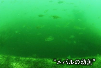 水温（密度）躍層の緩和 メバルの幼魚
