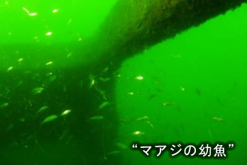 水温（密度）躍層の緩和 マアジの幼魚