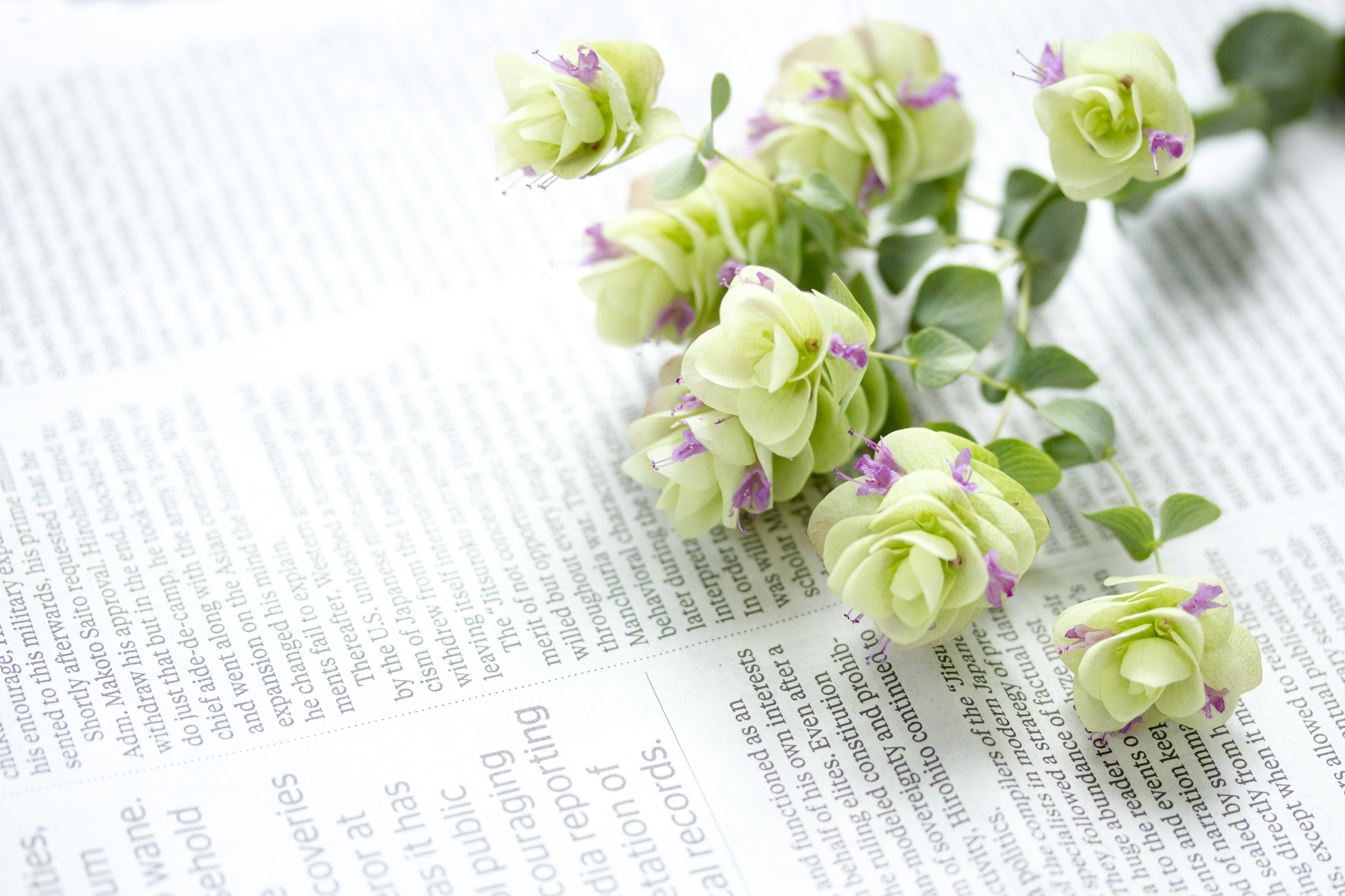 英字新聞と花